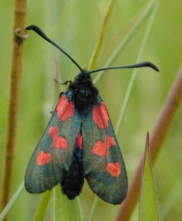 Image of Zygaena trifolii decreta Verity 1926