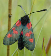 Image of Zygaena trifolii decreta Verity 1926