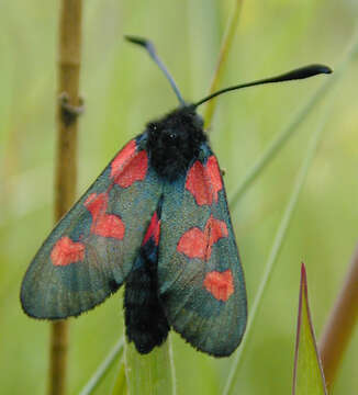 Image of Zygaena trifolii decreta Verity 1926