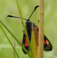 Image of Zygaena trifolii decreta Verity 1926