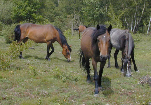 Image of Asian Wild Horse