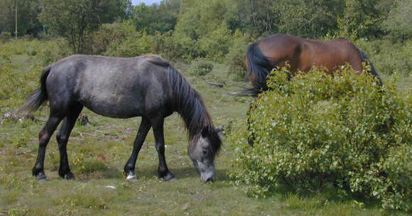 Image of Asian Wild Horse