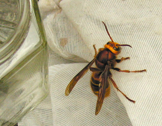 Image of Hornet