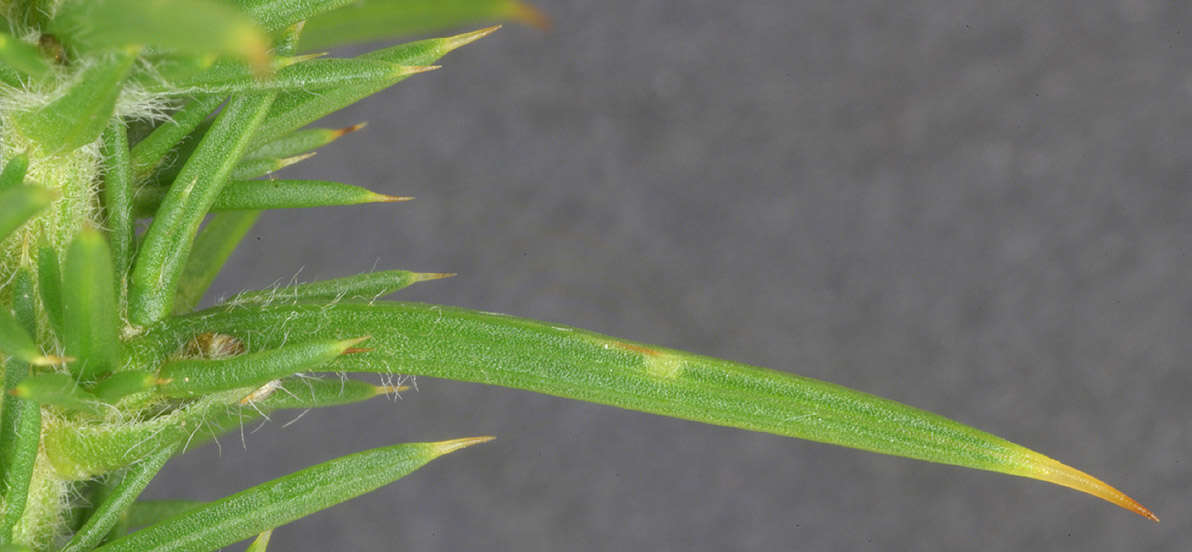 Imagem de Ulex gallii Planch.