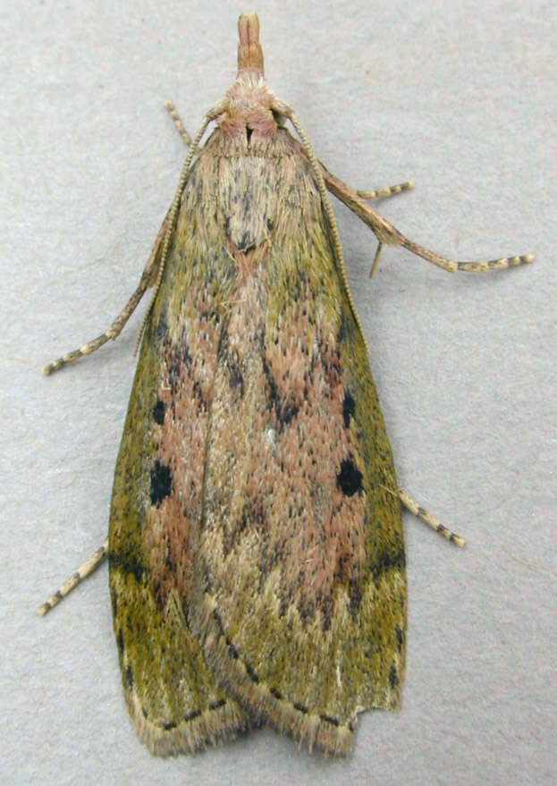 Image of Aphomia sociella Linnaeus 1758