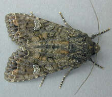 Image of Cabbage Moth