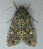 Image of Cabbage Moth