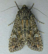 Image of Cabbage Moth