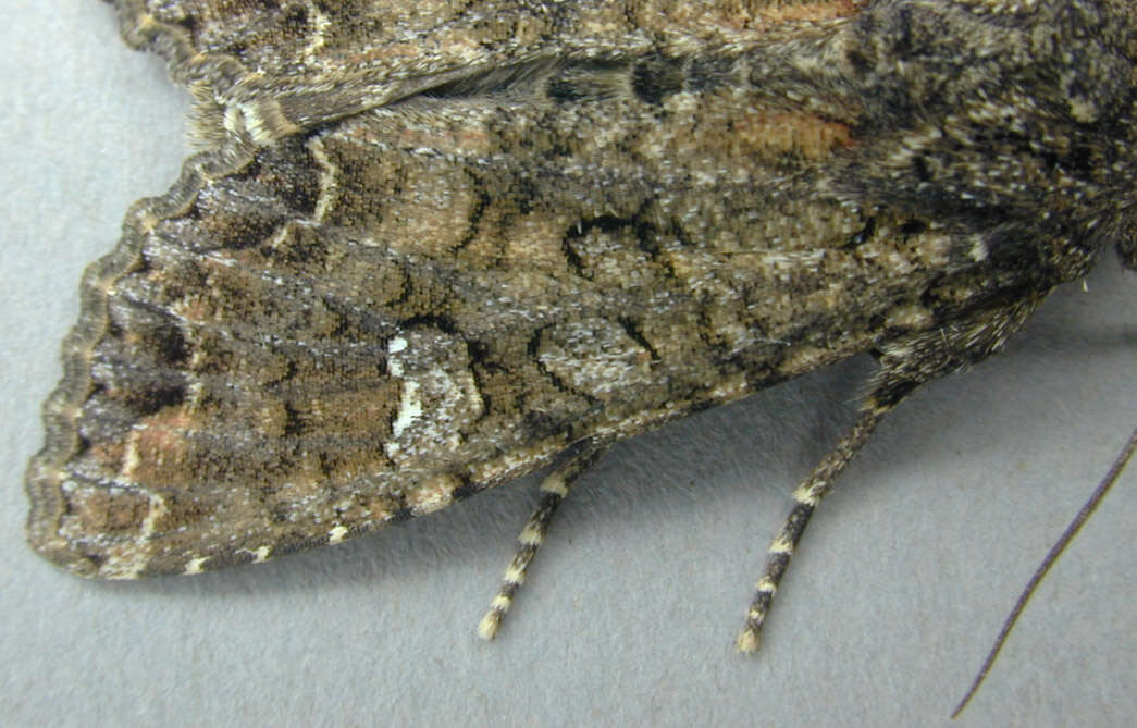 Image of Cabbage Moth