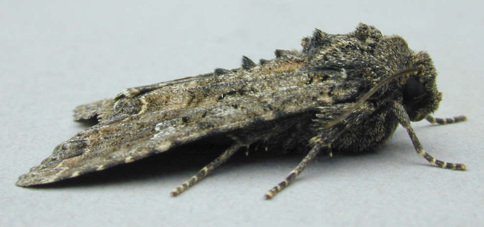 Image of Cabbage Moth