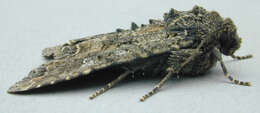 Image of Cabbage Moth