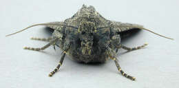 Image of Cabbage Moth