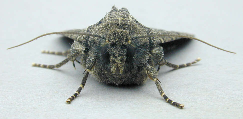 Image of Cabbage Moth