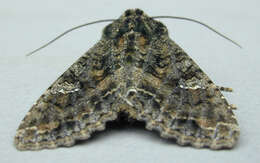 Image of Cabbage Moth