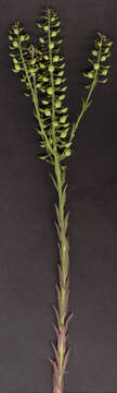 Image of field pepperweed