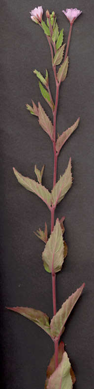 Epilobium montanum L. resmi