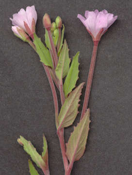 Epilobium montanum L. resmi