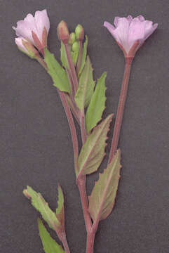 Epilobium montanum L. resmi