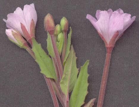 Epilobium montanum L. resmi