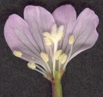 Image of Broad-leaved Willowherb