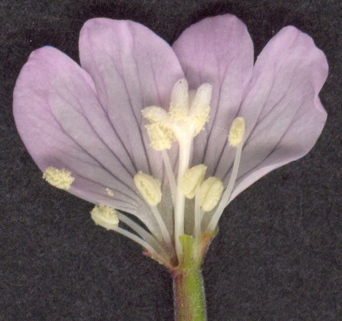 Epilobium montanum L. resmi