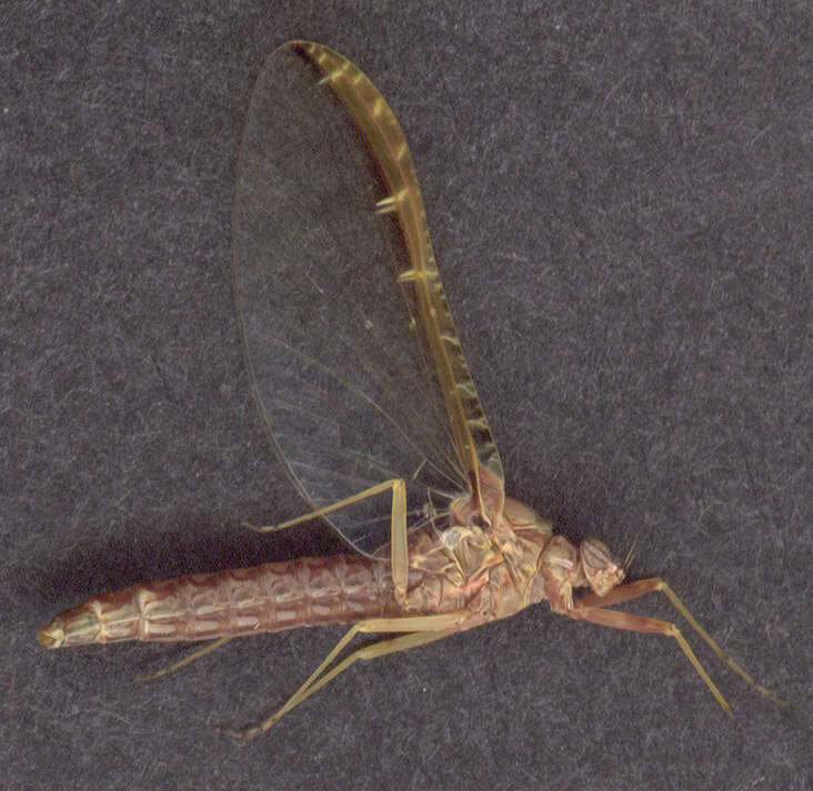 Image of Cloeon dipterum (Linnaeus 1761)