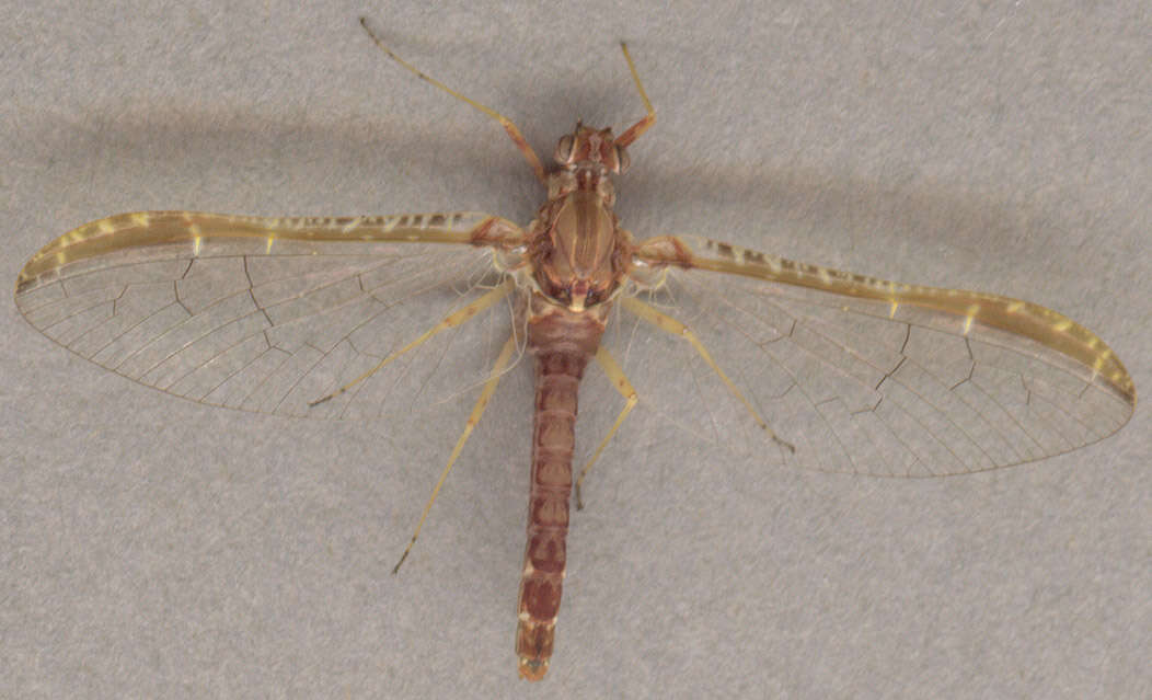 Image of Cloeon dipterum (Linnaeus 1761)