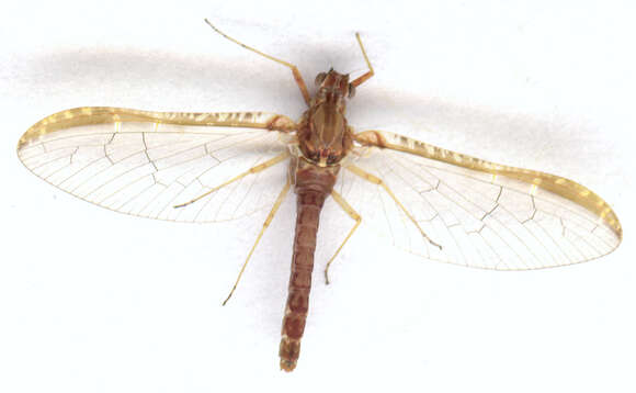 Image of Cloeon dipterum (Linnaeus 1761)