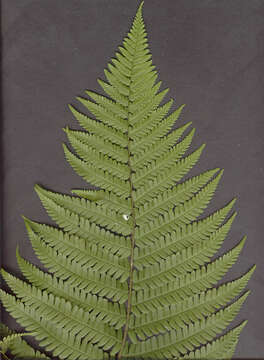 Image of Dryopteris borreri (Newm.) Oberholzer & Tavel