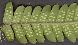 Image of Dryopteris borreri (Newm.) Oberholzer & Tavel