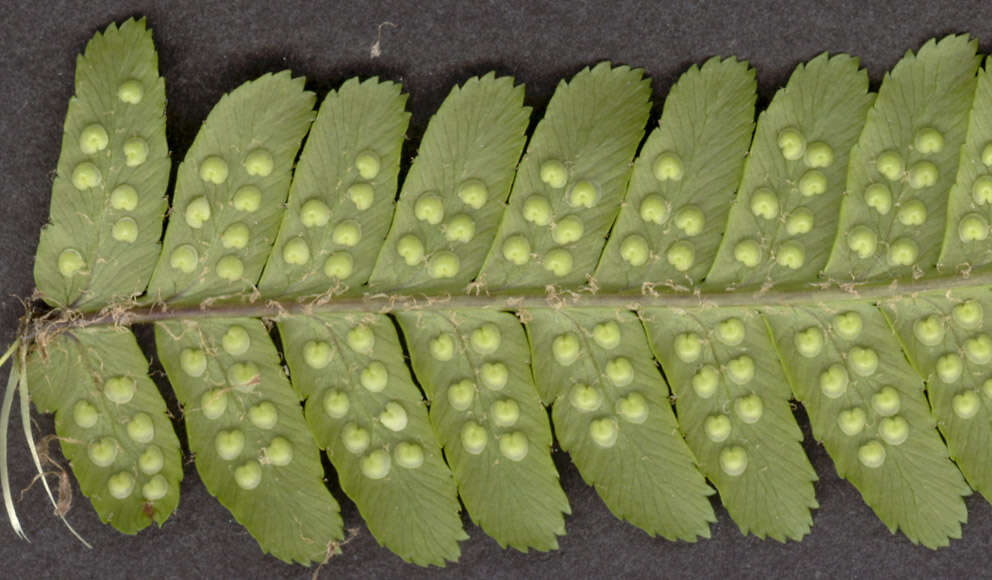 Image of Dryopteris borreri (Newm.) Oberholzer & Tavel
