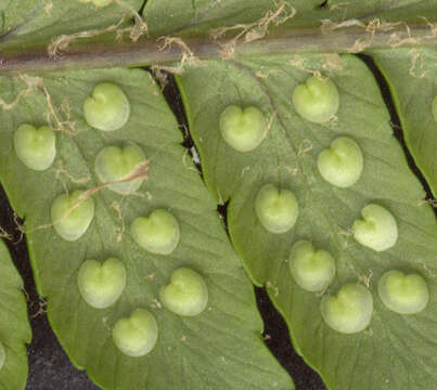 Dryopteris borreri (Newm.) Oberholzer & Tavel resmi