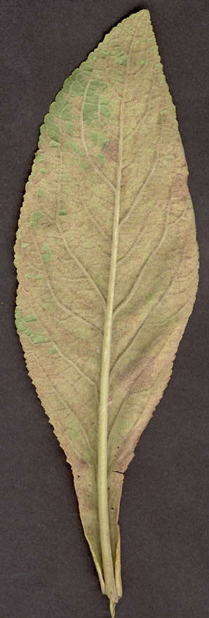 Image of Peronospora digitalis