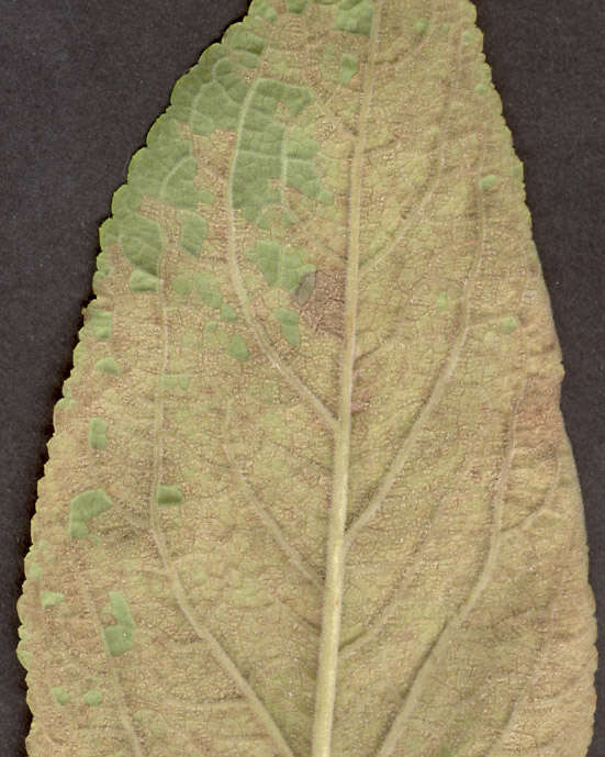 Image of Peronospora digitalis