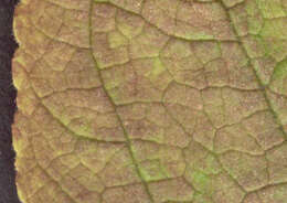 Image of Peronospora digitalis