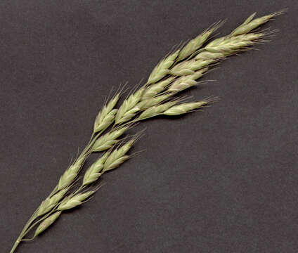 Image of bald brome