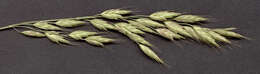 Image of bald brome