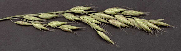 Imagem de Bromus racemosus L.