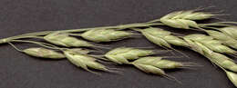 Imagem de Bromus racemosus L.