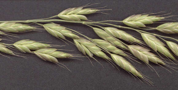 Imagem de Bromus racemosus L.