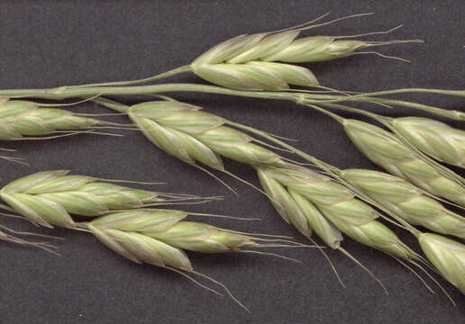 Imagem de Bromus racemosus L.