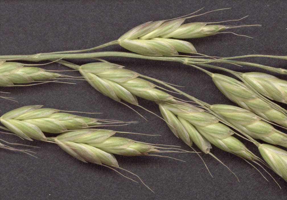 Image of bald brome