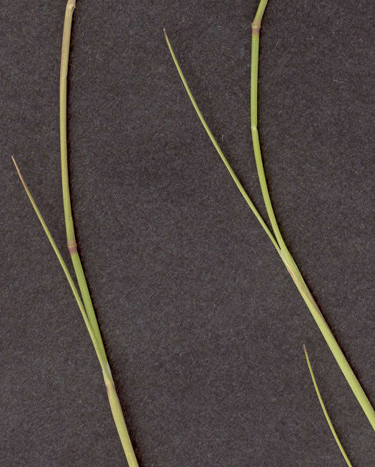 Image of bristle bent
