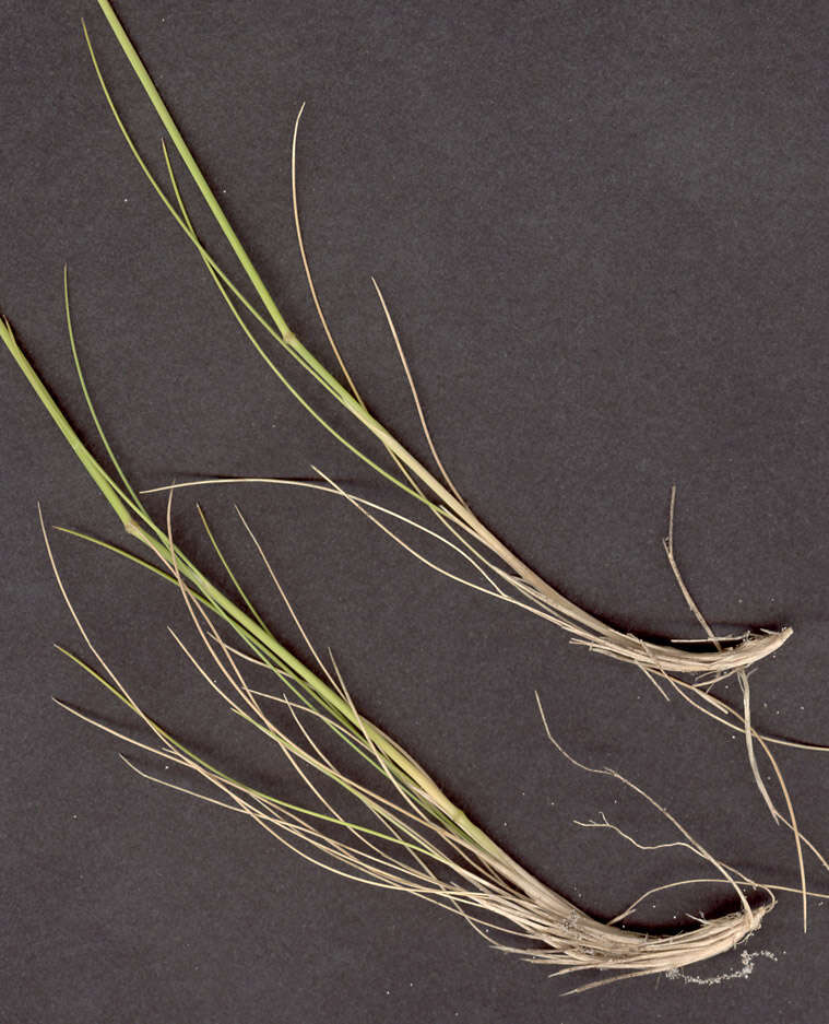 Слика од Agrostis curtisii Kerguélen