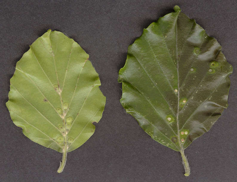 Image of Hartigiola annulipes