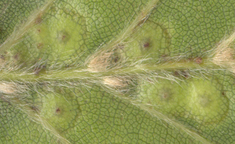 Image of Hartigiola annulipes