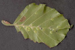 Image of Beech Midge