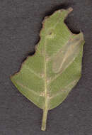 Image of Beech Midge