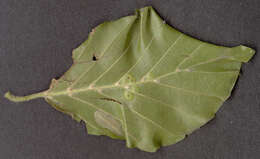 Image of Beech Midge