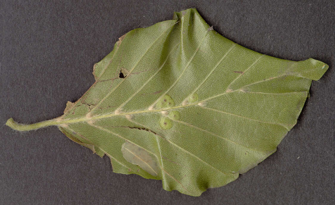 Plancia ëd Phyllonorycter maestingella (Müller 1764)